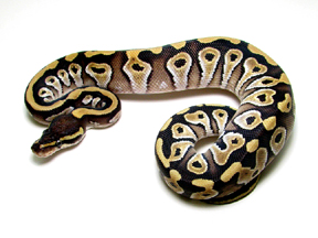 FEMALE